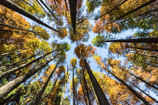 Vista ascendente das madeiras de sequóias do amanhecer no fundo sazonal colorido do outono