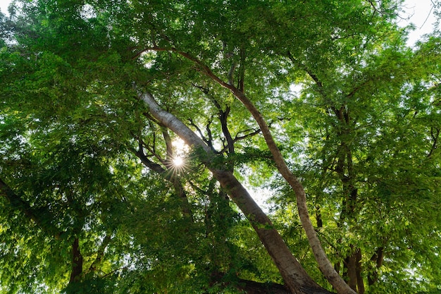 Vista ascendente de hojas verdes frescas en grandes ramas de árboles con rayos de sol. la luz del sol a través de las hojas en el bosque. maderas naturales frescas.