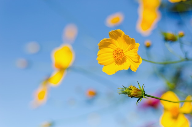 Vista asombrosa del girasol mexicano con paisaje de la hierba verde y del cielo azul.