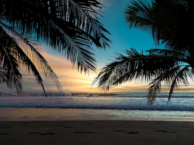 Vista del atardecer al mar con silueta de palmera