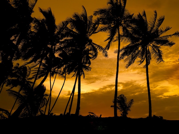 Vista del atardecer de la costa tropical con palm silhouett