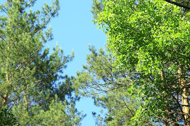 vista até as copas das árvores e céu azul