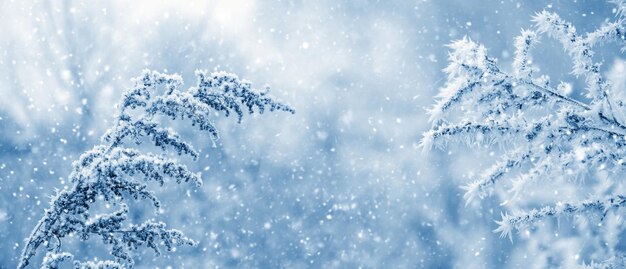 Vista atmosférica de inverno com plantas cobertas de neve e geada em fundo desfocado durante a queda de neve