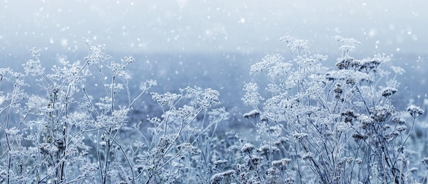 Vista atmosférica de invierno con plantas secas cubiertas de escarcha durante las nevadas en suaves tonos azules claros