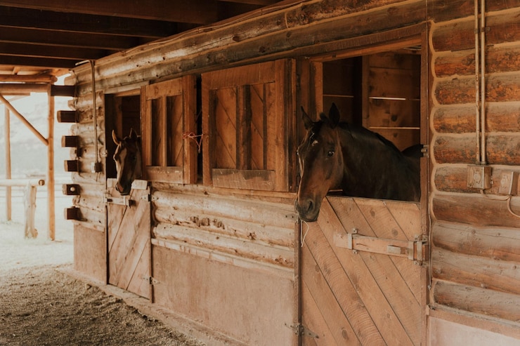Foto vista de atrás de los caballos