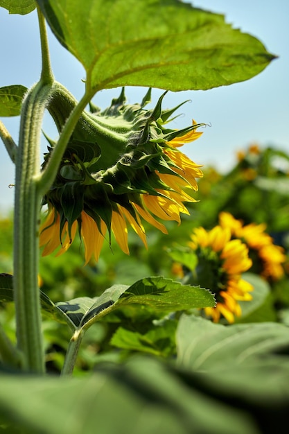 Vista desde atrás Un campo soleado de girasoles en luz amarilla brillante