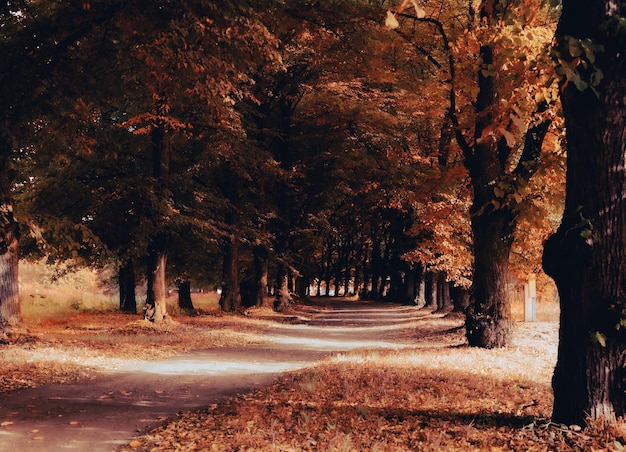 Vista de una avenida de árboles a principios de otoño