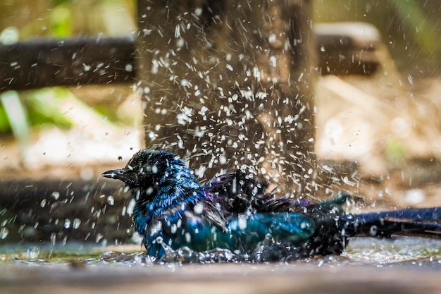 Vista de las aves en el agua durante la temporada de lluvias