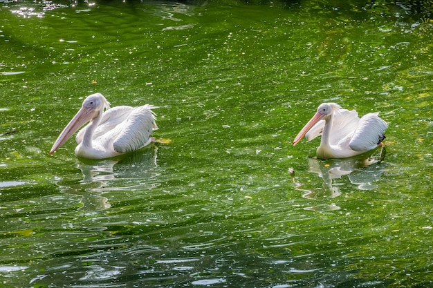 Foto vista de las aves en el agua