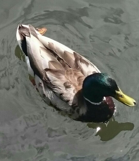 Foto vista de las aves en el agua