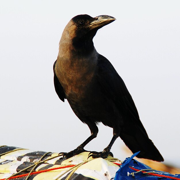 Vista de las aves desde un ángulo bajo