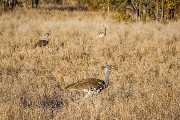 Foto vista de las aves en el campo de hierba