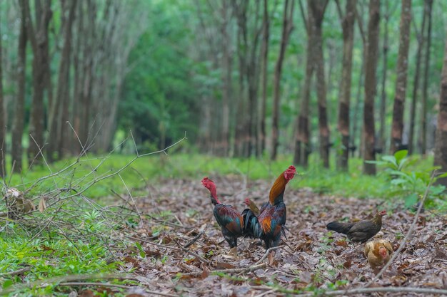 Foto vista de las aves en el campo