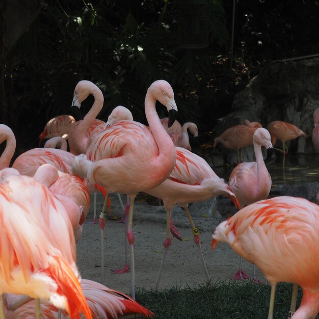 Foto vista de las aves en el campo