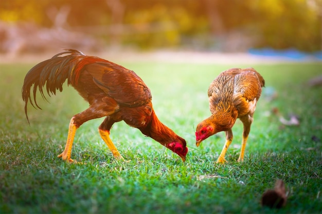 Foto vista de las aves en el campo