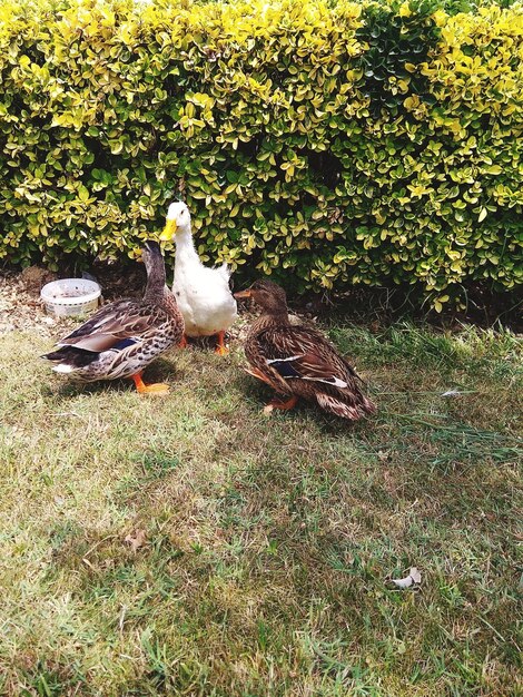 Foto vista de las aves en el campo