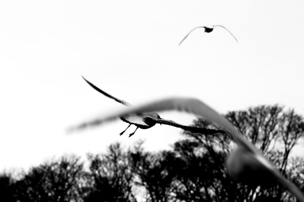 Foto vista de las aves en el cielo