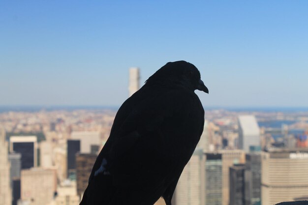 Foto vista de las aves en la ciudad