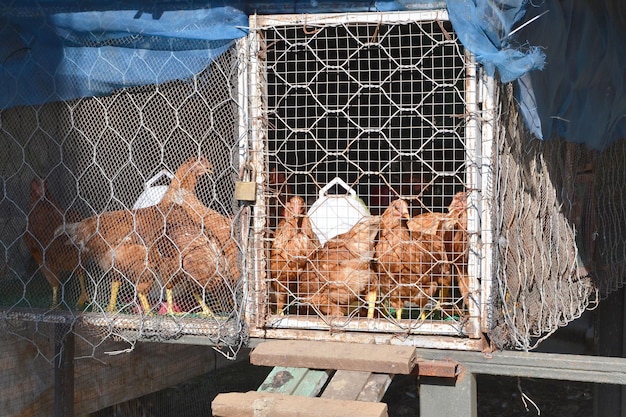 Foto vista de las aves en jaula