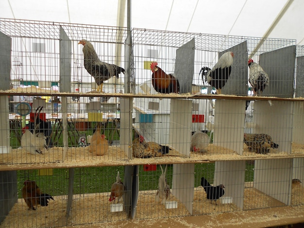 Foto vista de las aves en jaula