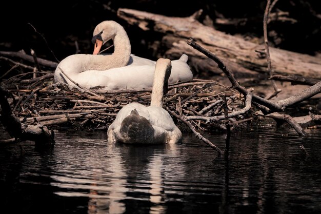 Foto vista de las aves en el lago