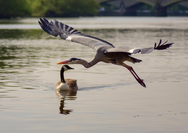 Foto vista de las aves en el lago.