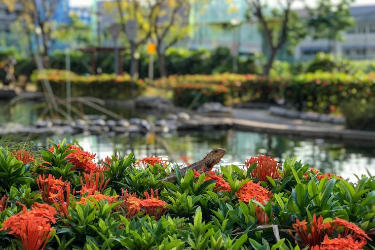 Foto vista de las aves en el lago