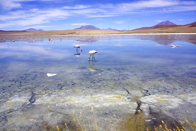 Foto vista de las aves en el lago