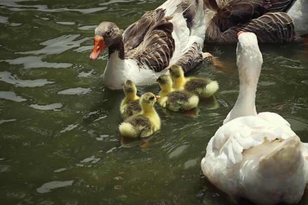 Foto vista de las aves en el lago