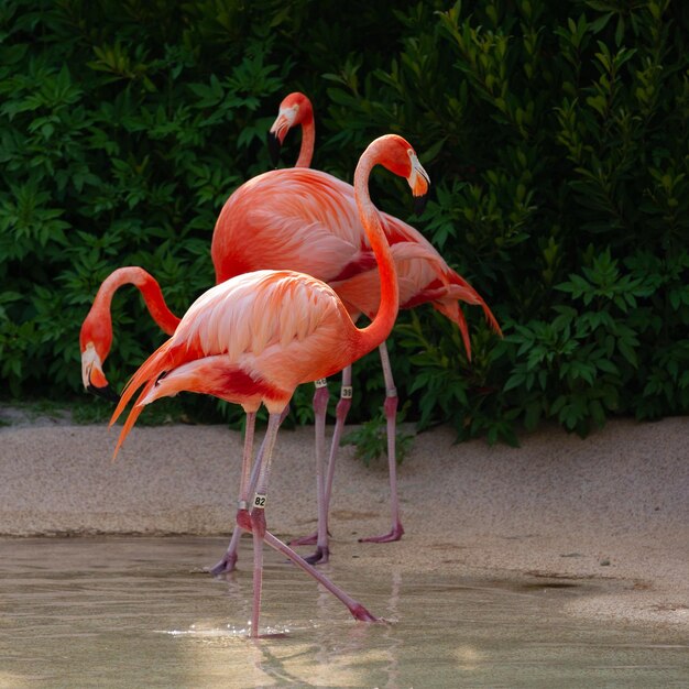 Foto vista de las aves en la orilla