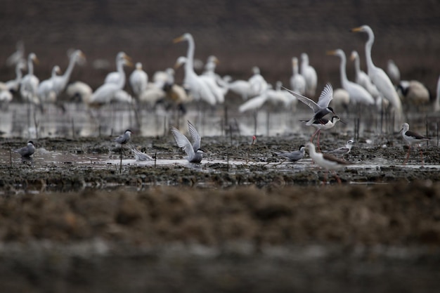 Foto vista de las aves en la playa