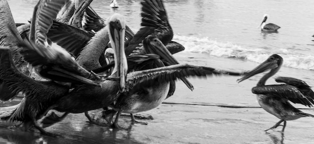 Foto vista de las aves en la playa