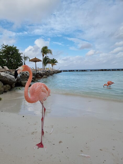 Foto vista de las aves en la playa