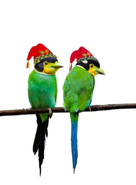 Vista de las aves posadas en las hojas