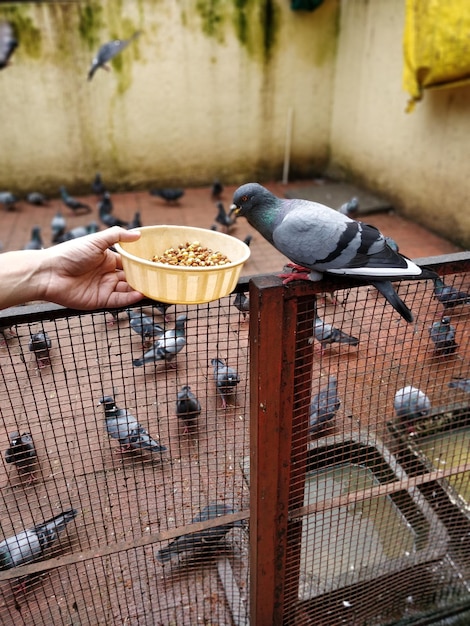 Vista de las aves posadas