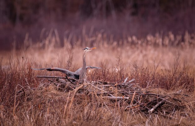 Foto vista de las aves en tierra