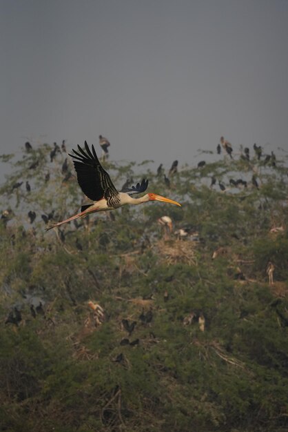 Foto vista de las aves volando sobre la tierra