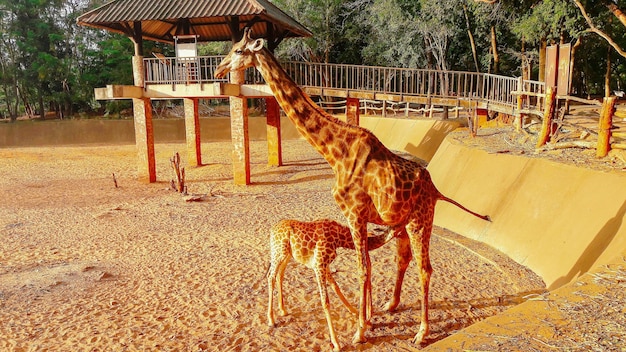 Foto vista de las aves en el zoológico