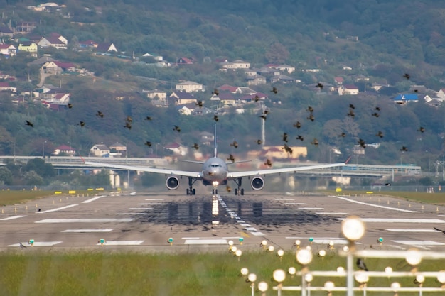 Vista de un avión de despegue en la pista del aeropuerto y una bandada de pájaros frente al avión Peligro de colisión con pájaros