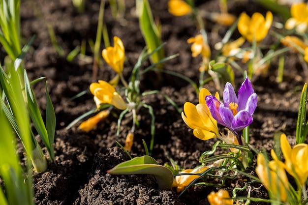 Vista del azafrán de flores de primavera en flor mágica que crece en la vida silvestre. Azafrán púrpura que crece de la tierra afuera.