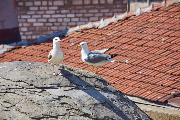 Vista de la bahía del Bósforo desde el techo Techos rojos de Estambul Las gaviotas vuelan a Estambul Turquía