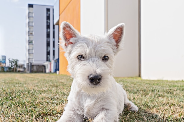 Vista baixa ângulo, vista, de, filhote cachorro, oeste, altiplano, branca, terrier, filhote cachorro