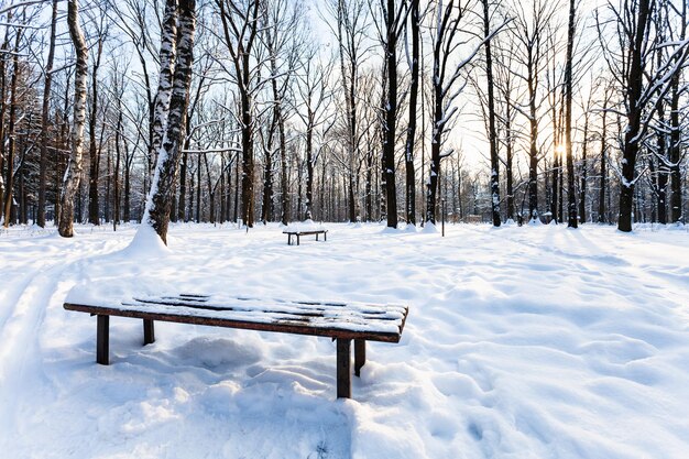 Vista del banco cubierto de nieve en el parque urbano en invierno