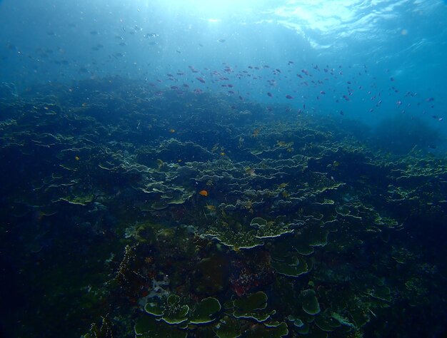 Foto vista de un banco de peces y un arrecife de coral