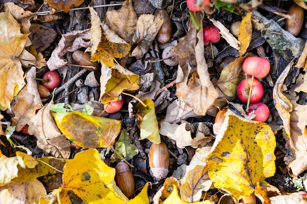 Vista de bellotas de hojas caídas y manzanas silvestres rosas