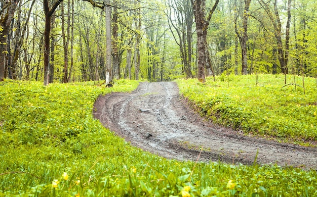 Vista bonita. A estrada na floresta da primavera