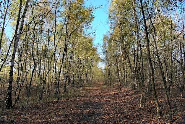 Vista del bosque de abedul del otoño con la trayectoria.