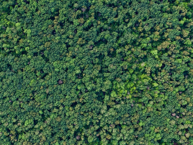 Vista del bosque desde arriba