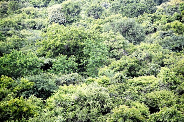 Vista de un bosque desde arriba