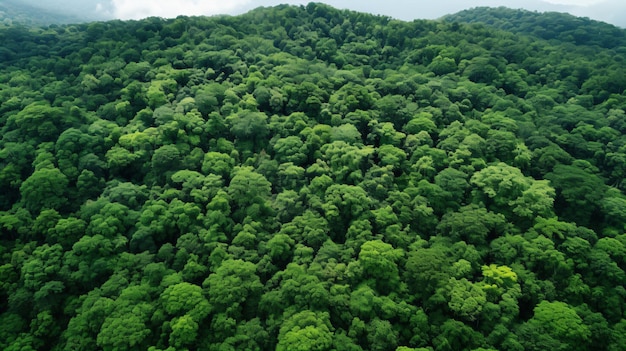 una vista de un bosque desde un avión